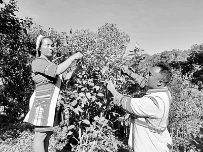 开云 开云体育官网云南亚诺寨以茶兴业、以