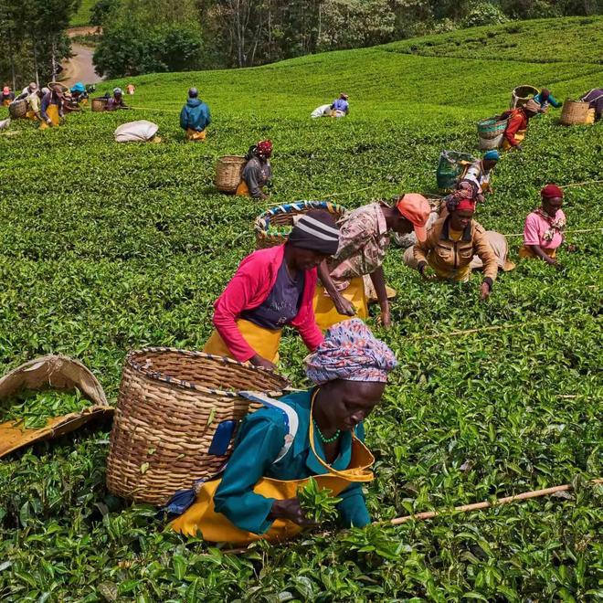 2023世界茶旅启动丨走遍全球产茶国|中国茶人首次环球专业行开云体育 开云平台(图2) 2023世界茶旅启动丨走遍全球产茶国|中国茶人首次环球专业行开云体育 开云平台(图2)