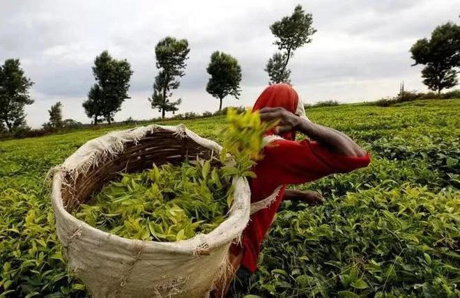 2023世界茶旅启动丨走遍全球产茶国|中国茶人首次环球专业行开云体育 开云平台(图4) 2023世界茶旅启动丨走遍全球产茶国|中国茶人首次环球专业行开云体育 开云平台(图4)