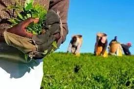 2023世界茶旅启动丨走遍全球产茶国|中国茶人首次环球专业行开云体育 开云平台(图5) 2023世界茶旅启动丨走遍全球产茶国|中国茶人首次环球专业行开云体育 开云平台(图5)