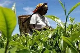 2023世界茶旅启动丨走遍全球产茶国|中国茶人首次环球专业行开云体育 开云平台(图6) 2023世界茶旅启动丨走遍全球产茶国|中国茶人首次环球专业行开云体育 开云平台(图6)