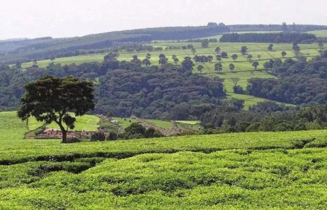 2023世界茶旅启动丨走遍全球产茶国|中国茶人首次环球专业行开云体育 开云平台(图9) 2023世界茶旅启动丨走遍全球产茶国|中国茶人首次环球专业行开云体育 开云平台(图9)