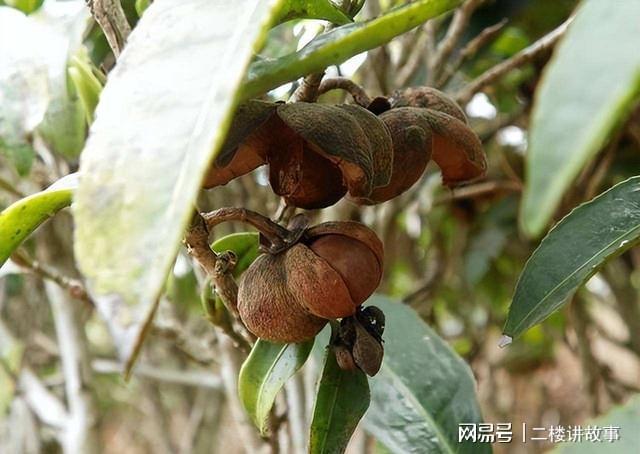 农村一种茶树嫩叶加工制作成各种的茶叶果实还能榨油知道开云 开云体育APP吗(图3) 农村一种茶树嫩叶加工制作成各种的茶叶果实还能榨油知道开云 开云体育APP吗(图3)
