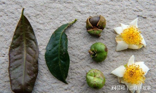 农村一种茶树嫩叶加工制作成各种的茶叶果实还能榨油知道开云 开云体育APP吗(图4) 农村一种茶树嫩叶加工制作成各种的茶叶果实还能榨油知道开云 开云体育APP吗(图4)