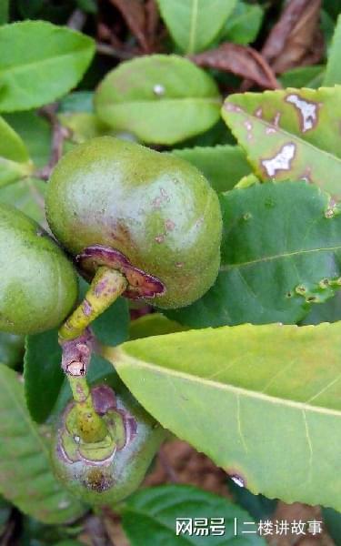 农村一种茶树嫩叶加工制作成各种的茶叶果实还能榨油知道开云 开云体育APP吗(图2) 农村一种茶树嫩叶加工制作成各种的茶叶果实还能榨油知道开云 开云体育APP吗(图2)
