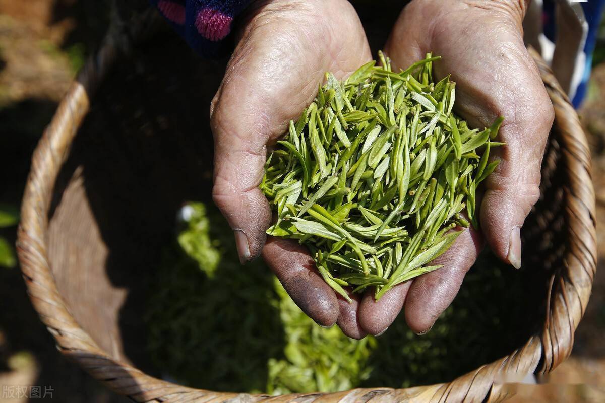 开云体育 开云官网中国10大名茶安徽独占3个凭什么?(图4) 开云体育 开云官网中国10大名茶安徽独占3个凭什么?(图4)