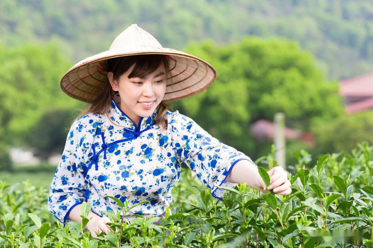 开云体育 开云官网中国10大名茶安徽独占3个凭什么?(图5) 开云体育 开云官网中国10大名茶安徽独占3个凭什么?(图5)