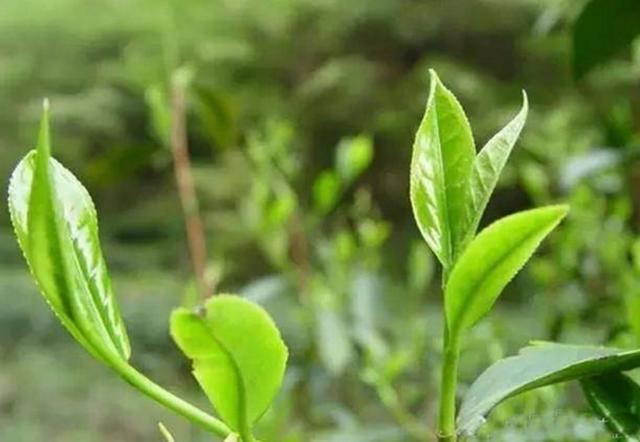 论唐代茶业政策对其经济和文化发展的影响开云体育 kaiyun.com 官网入口(图9) 论唐代茶业政策对其经济和文化发展的影响开云体育 kaiyun.com 官网入口(图9)