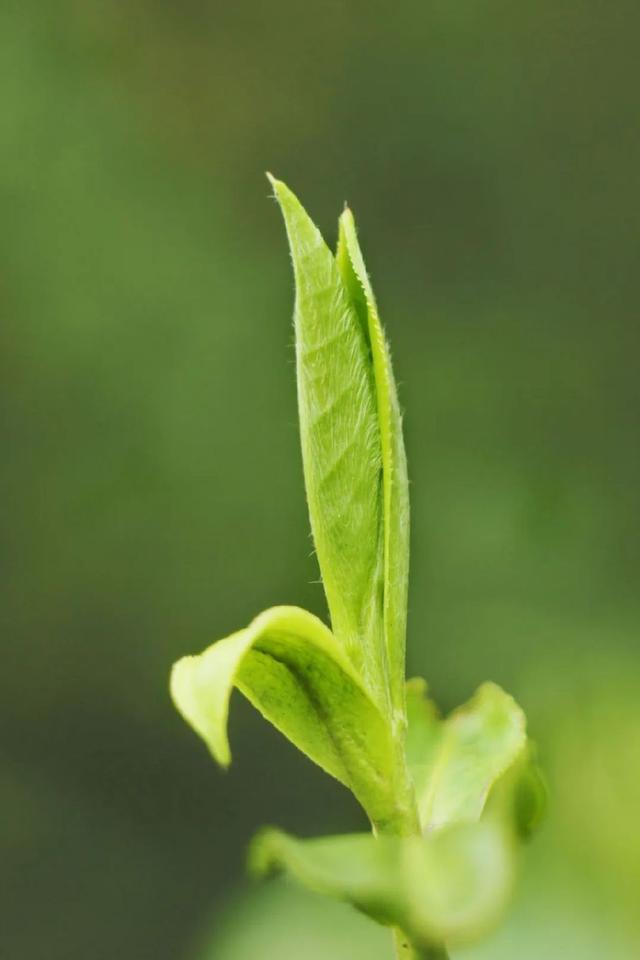 在中国黑茶第一大省茶叶开云 开云体育为啥论柱卖?(图25) 在中国黑茶第一大省茶叶开云 开云体育为啥论柱卖?(图25)