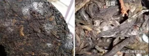 开云 开云体育平台茶知识丨茶叶上白色的东西是发霉了吗?如何辨别茶叶是否发霉?(图3) 开云 开云体育平台茶知识丨茶叶上白色的东西是发霉了吗?如何辨别茶叶是否发霉?(图3)