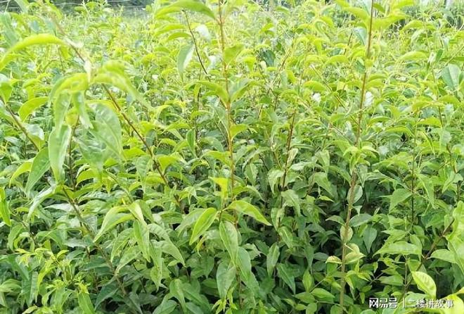开云体育 kaiyun.com 官网入口苦丁茶:常被用来泡茶喝但它并不是茶叶你喝过吗?(图3) 开云体育 kaiyun.com 官网入口苦丁茶:常被用来泡茶喝但它并不是茶叶你喝过吗?(图3)