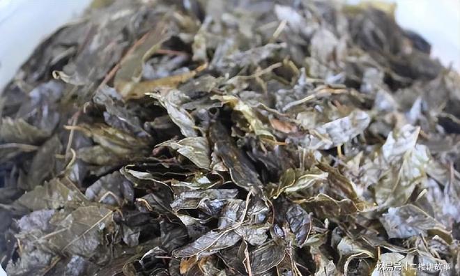 开云体育 kaiyun.com 官网入口苦丁茶:常被用来泡茶喝但它并不是茶叶你喝过吗?(图2) 开云体育 kaiyun.com 官网入口苦丁茶:常被用来泡茶喝但它并不是茶叶你喝过吗?(图2)