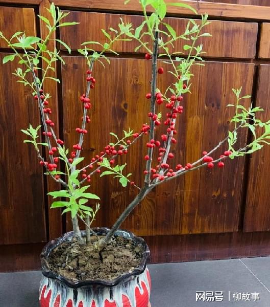 果实像绿豆叶子像茶叶人称毛冬青、茶叶冬青开云 开云体育平台可作盆景(图5) 果实像绿豆叶子像茶叶人称毛冬青、茶叶冬青开云 开云体育平台可作盆景(图5)
