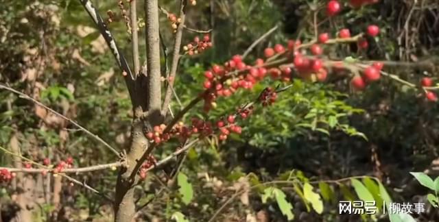果实像绿豆叶子像茶叶人称毛冬青、茶叶冬青开云 开云体育平台可作盆景(图3) 果实像绿豆叶子像茶叶人称毛冬青、茶叶冬青开云 开云体育平台可作盆景(图3)