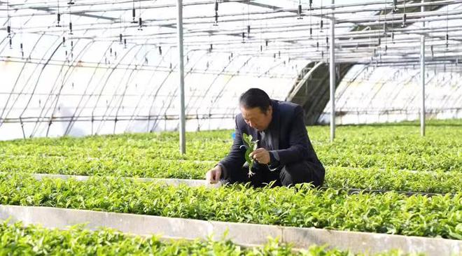 新春走基层电商赋能茶业发展 茶开云 开云体育官网农走上致富“高速路”(图3) 新春走基层电商赋能茶业发展 茶开云 开云体育官网农走上致富“高速路”(图3)