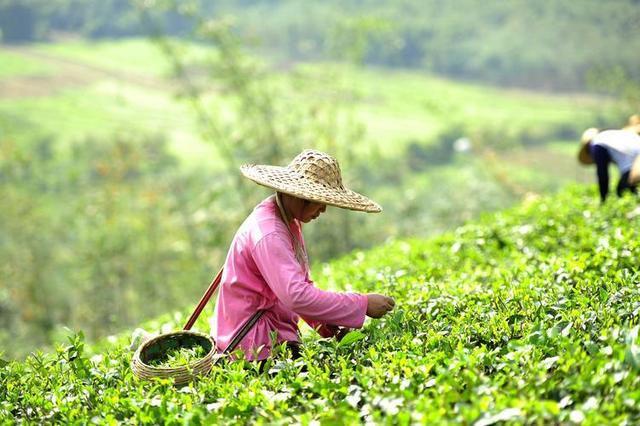 长期喝茶到底是“养生”还是“养癌”呢?实验解密或颠覆认知开云 开云体育APP(图12) 长期喝茶到底是“养生”还是“养癌”呢?实验解密或颠覆认知开云 开云体育APP(图12)