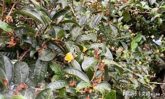开云 开云体育官网号称“云南第一村”!村民靠种这个生活如今家家年收入近百万(图1) 开云 开云体育官网号称“云南第一村”!村民靠种这个生活如今家家年收入近百万(图1)