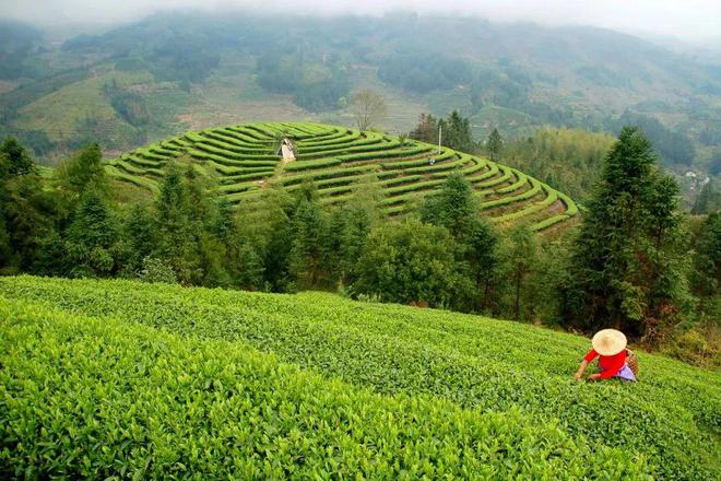 精英齐聚!这场茶业大会透视高山茶乡风开云 开云体育采(图7) 精英齐聚!这场茶业大会透视高山茶乡风开云 开云体育采(图7)