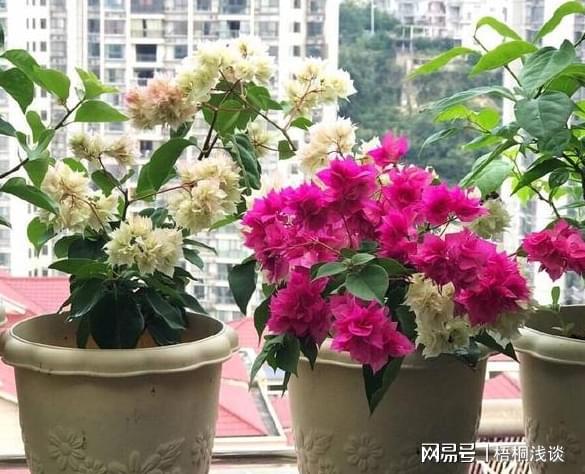 土壤结开云 开云体育APP块、花草黄叶?3个小方法让植物叶绿根壮、长得旺(图2) 土壤结开云 开云体育APP块、花草黄叶?3个小方法让植物叶绿根壮、长得旺(图2)