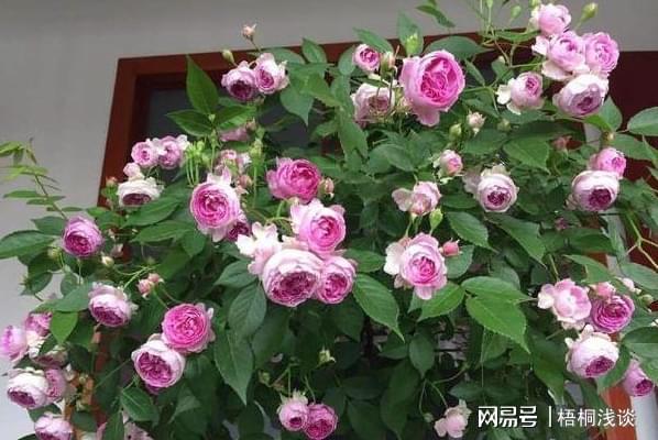 土壤结开云 开云体育APP块、花草黄叶?3个小方法让植物叶绿根壮、长得旺(图4) 土壤结开云 开云体育APP块、花草黄叶?3个小方法让植物叶绿根壮、长得旺(图4)
