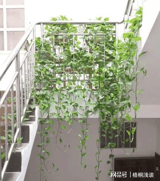 土壤结开云 开云体育APP块、花草黄叶?3个小方法让植物叶绿根壮、长得旺(图9) 土壤结开云 开云体育APP块、花草黄叶?3个小方法让植物叶绿根壮、长得旺(图9)