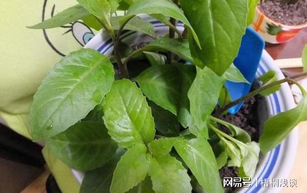 土壤结开云 开云体育APP块、花草黄叶?3个小方法让植物叶绿根壮、长得旺(图8) 土壤结开云 开云体育APP块、花草黄叶?3个小方法让植物叶绿根壮、长得旺(图8)