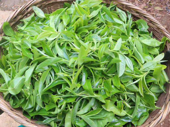 开云体育 开云官网茶叶市场逐渐回暖!2023年云茶产业两大变局(图3) 开云体育 开云官网茶叶市场逐渐回暖!2023年云茶产业两大变局(图3)