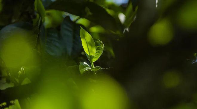 开云体育 开云官网茶叶市场逐渐回暖!2023年云茶产业两大变局(图2) 开云体育 开云官网茶叶市场逐渐回暖!2023年云茶产业两大变局(图2)