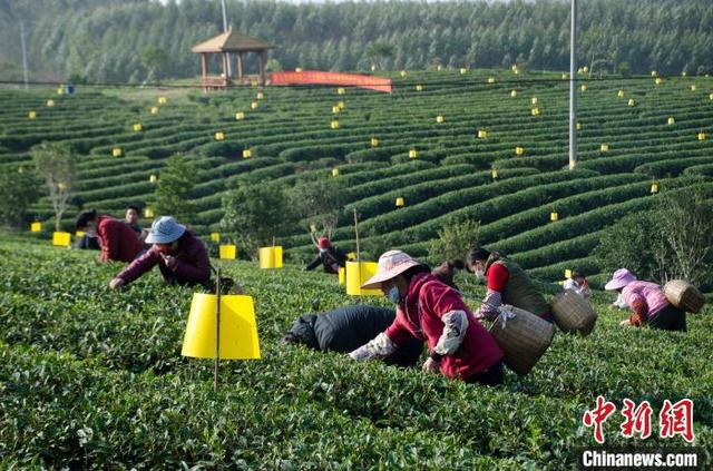 广西“放牛娃”回守绿水青山 荒坡上筑起茶叶梦开云 开云体育平台(图2) 广西“放牛娃”回守绿水青山 荒坡上筑起茶叶梦开云 开云体育平台(图2)