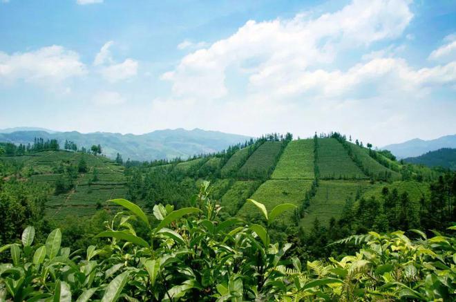 开云 开云体育平台乡村振兴与茶业责任这场经济年会助力“黔茶”高质量发展(图15) 开云 开云体育平台乡村振兴与茶业责任这场经济年会助力“黔茶”高质量发展(图15)