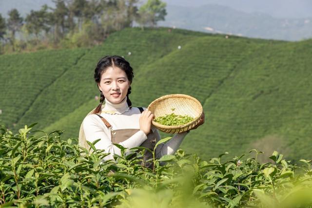 开云体育 开云官网谁才是我国的第一茶叶大省?(图2) 开云体育 开云官网谁才是我国的第一茶叶大省?(图2)