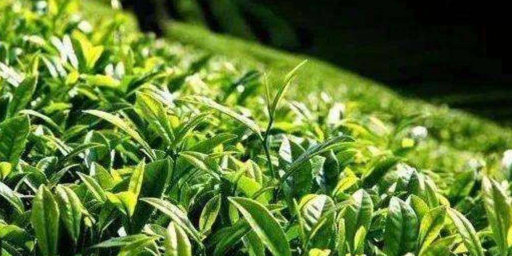 开云 开云体育APP中国茶叶名扬四海却为何在19世纪被印度茶击败?(图3) 开云 开云体育APP中国茶叶名扬四海却为何在19世纪被印度茶击败?(图3)