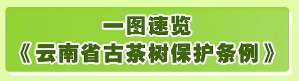 开云体育 kaiyun.com 官网入口【云视角】一叶茶香 一“业”兴旺 云南茶业乘风当时(图2) 开云体育 kaiyun.com 官网入口【云视角】一叶茶香 一“业”兴旺 云南茶业乘风当时(图2)