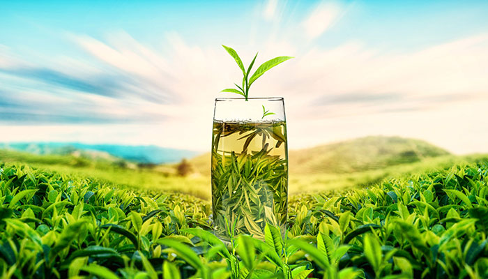 Kaiyun 开云茶叶品牌排行榜前10名 中国茶叶品牌排行榜(图3) Kaiyun 开云茶叶品牌排行榜前10名 中国茶叶品牌排行榜(图3)